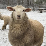 Ingendahl Acres, LLC.