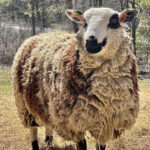 Ingendahl Acres, LLC.