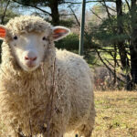 Ingendahl Acres, LLC.