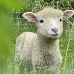 Ingendahl Acres, LLC.