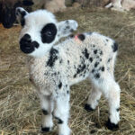 Ingendahl Acres, LLC.