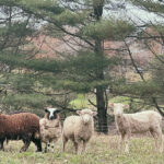 Ingendahl Acres, LLC.