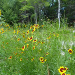 Coreopsis tinctoria