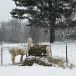 Alpaca breeding program