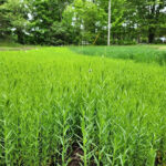 Growing flax for fiber