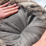 Shepherdess of Black Sheep