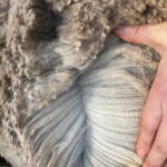 Shepherdess of Black Sheep