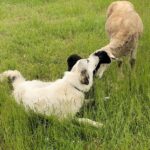 Lambing on pasture with humane predator control