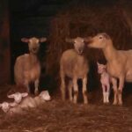 Polwarth Sheep. Born and Raised at the Meadowcroft