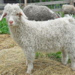 Catawampus Farm, LLC