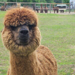 Northern Solstice Alpaca Farm & Maine Alpaca Experience
