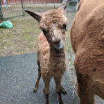 Northern Solstice Alpaca Farm & Maine Alpaca Experience