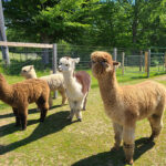 Northern Solstice Alpaca Farm & Maine Alpaca Experience