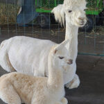 Northern Solstice Alpaca Farm & Maine Alpaca Experience