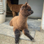 Northern Solstice Alpaca Farm & Maine Alpaca Experience