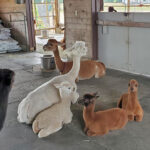 Northern Solstice Alpaca Farm & Maine Alpaca Experience