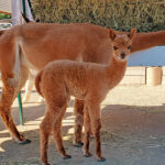 Northern Solstice Alpaca Farm & Maine Alpaca Experience