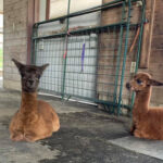 Northern Solstice Alpaca Farm & Maine Alpaca Experience