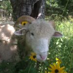 Sillanpaa Family Farm LLC