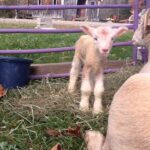 Sillanpaa Family Farm LLC