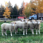 Sillanpaa Family Farm LLC