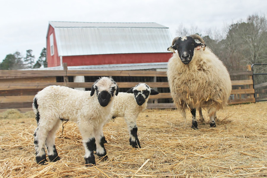 Lambs & Sheep